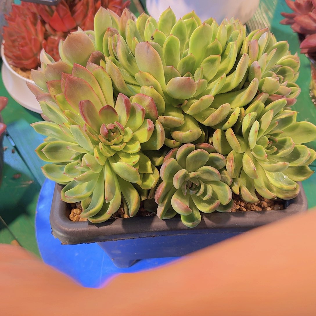 蛋***卷3008杂交多肉植物