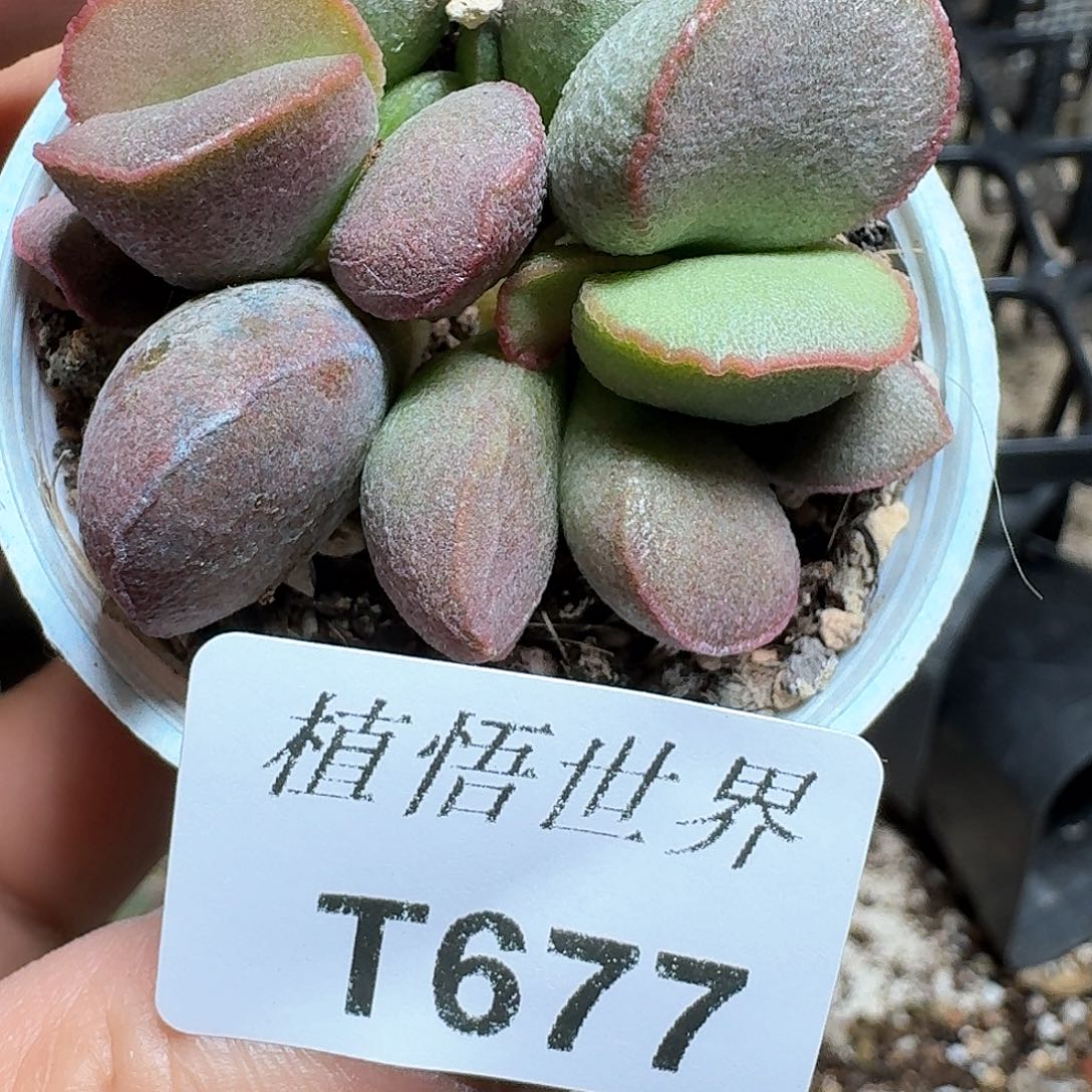 677盒多肉植物哇我许