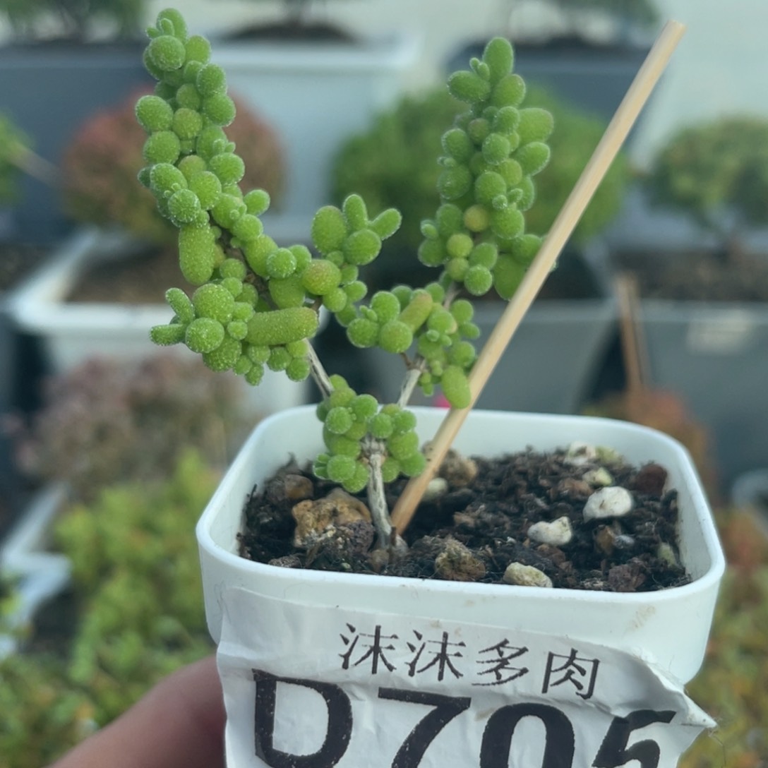 705蜜桔糖球枝干