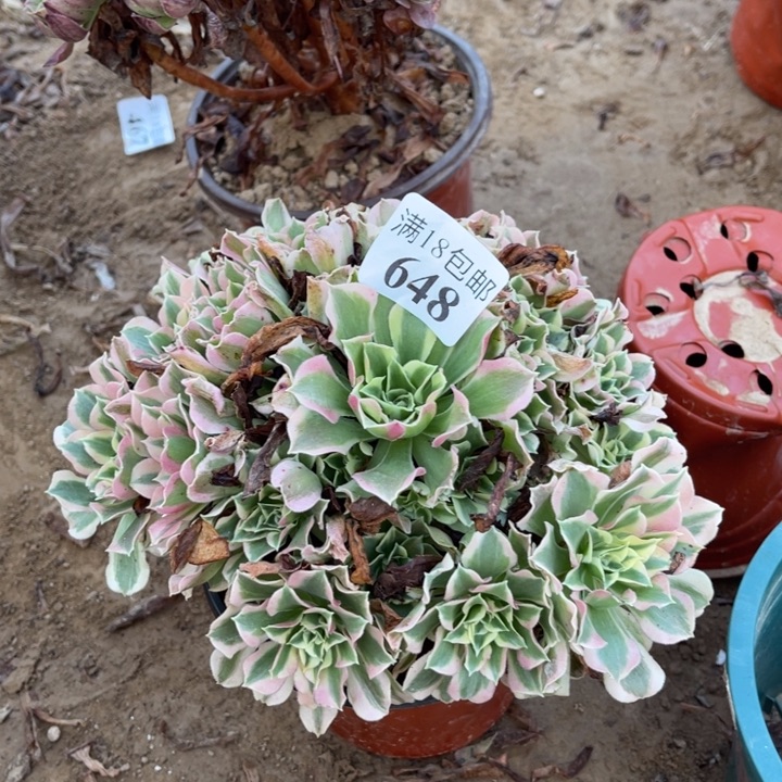 648白凤手捧1号棚