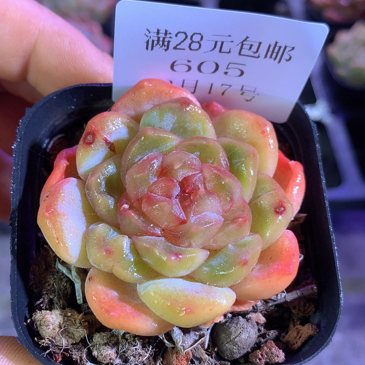【闪购商品】云605