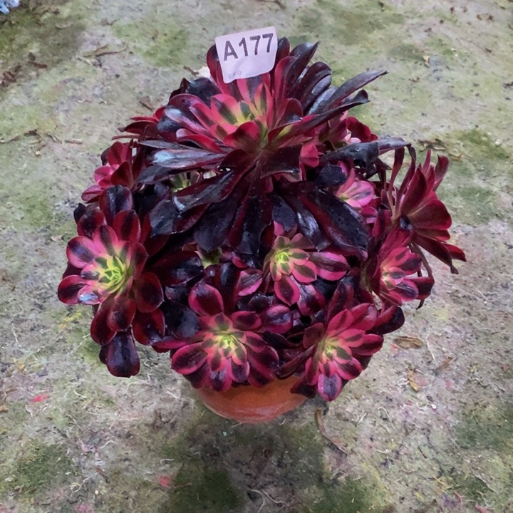 美杜莎多肉植物177