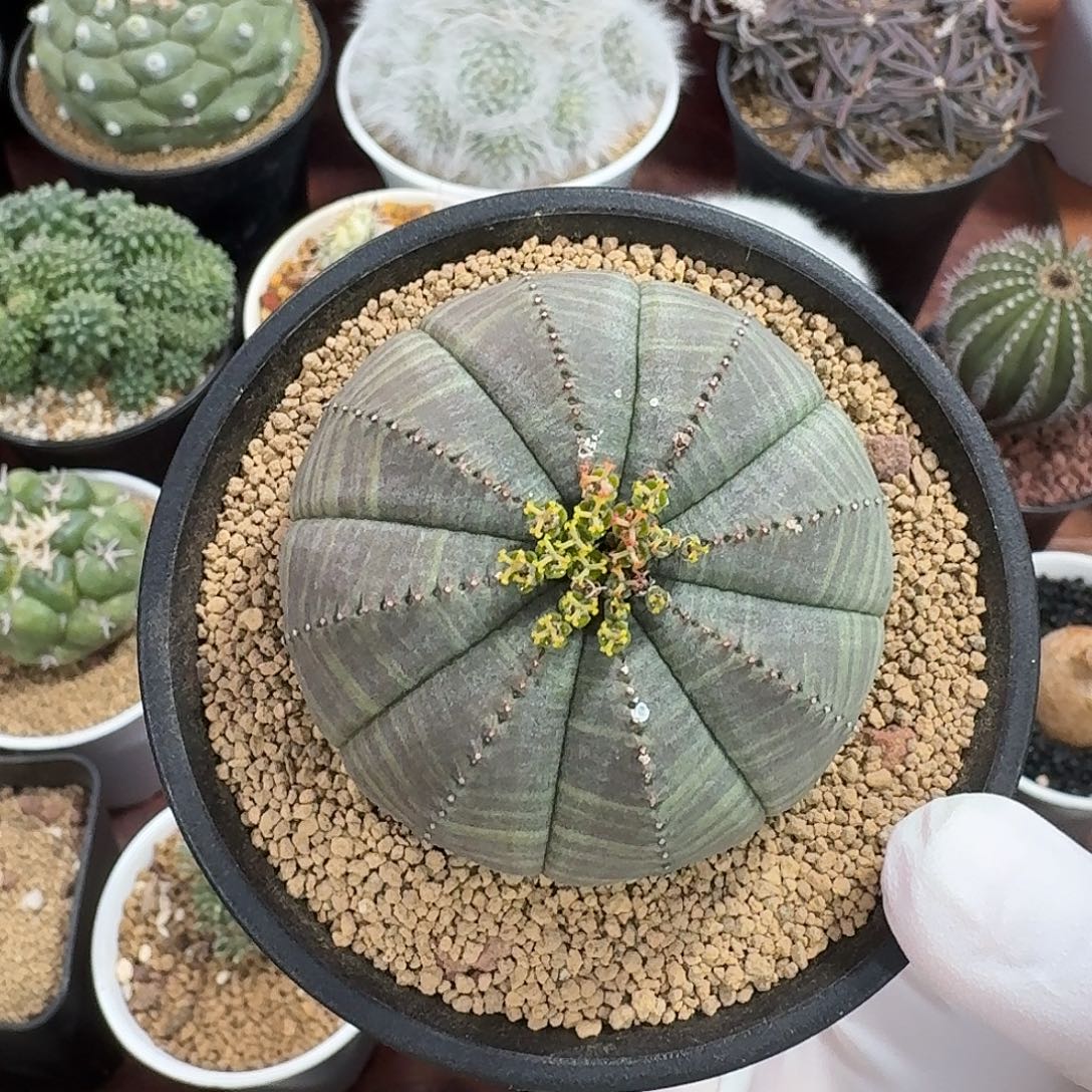 浮***生实生欧布母球仙人球