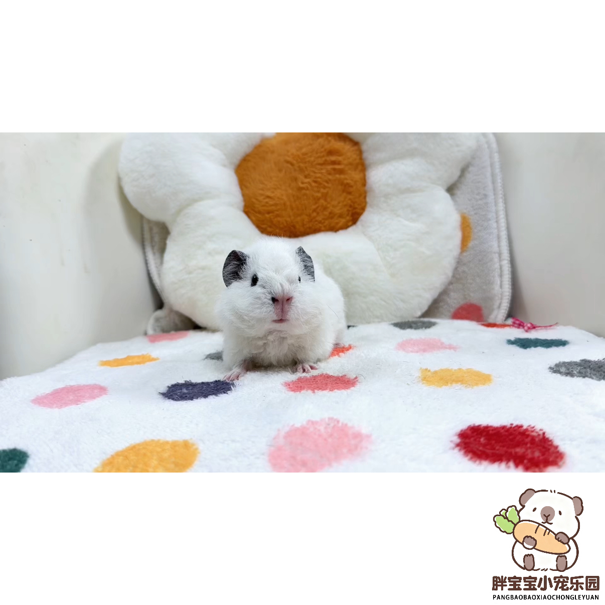 白美泰弟弟 活体豚鼠荷兰猪