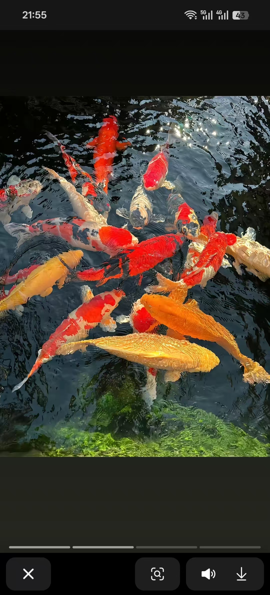 （德系）锦鲤-身上没有鳞片-好养好活适合新手（黄牌）