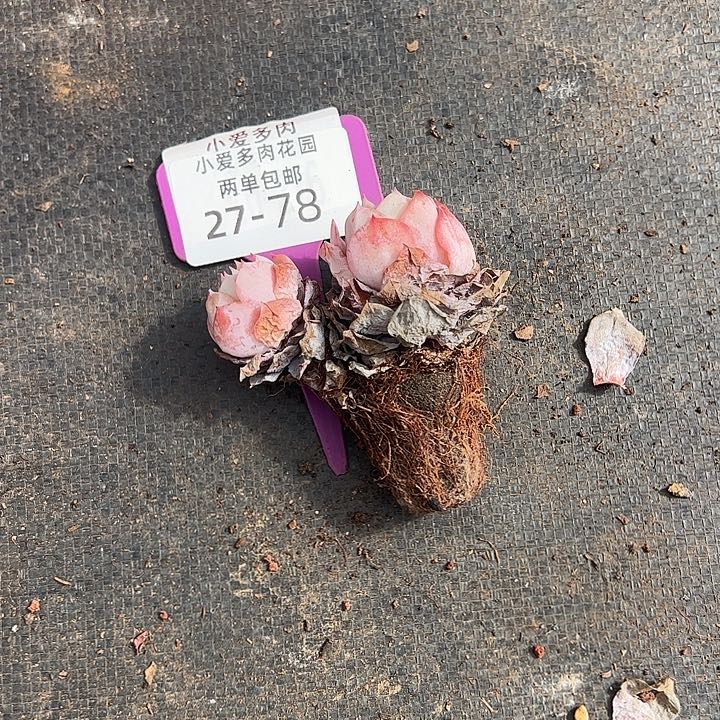 姜***️多肉植物组合盆栽27-78
