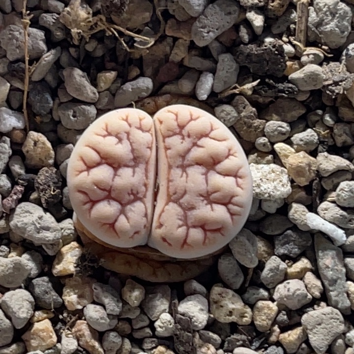 8878荒1粗纹2611尺寸1.5