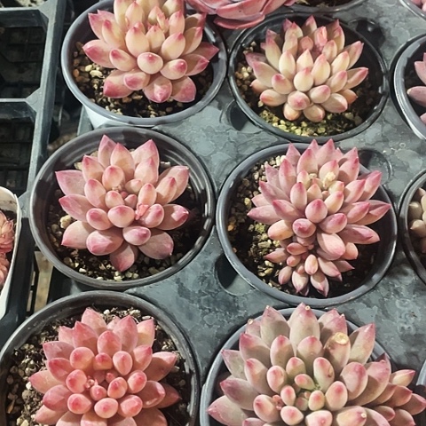 虞美人15.8一盆8888888