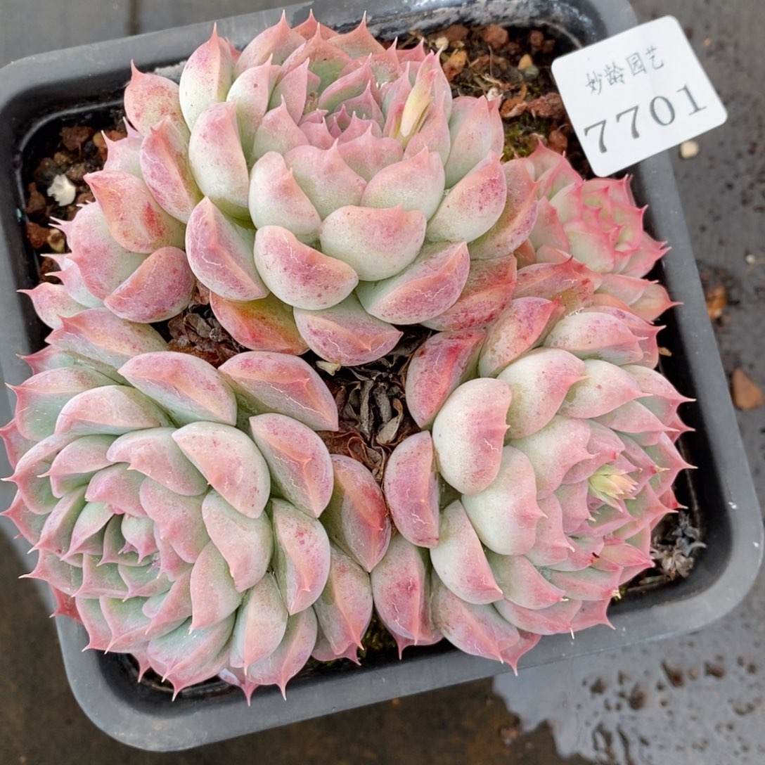 7701杂交多肉老桩