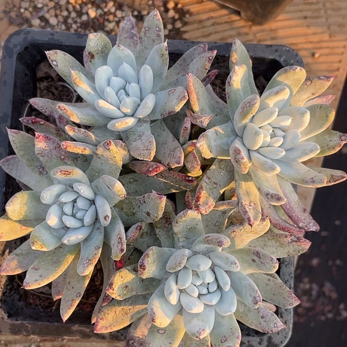 【闪购商品】红拇指杂交