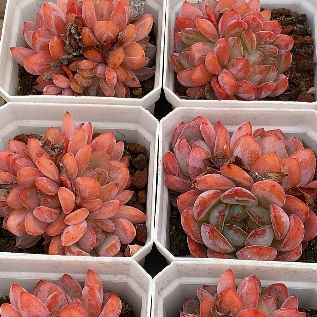 金汇园艺，50全明星群