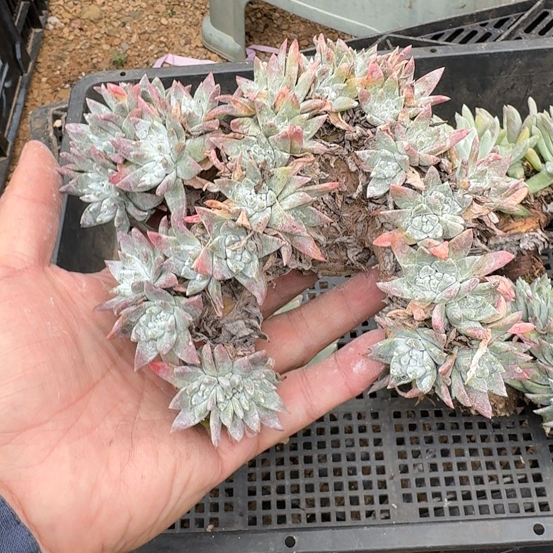 Y***：多肉植物仙女杯A171