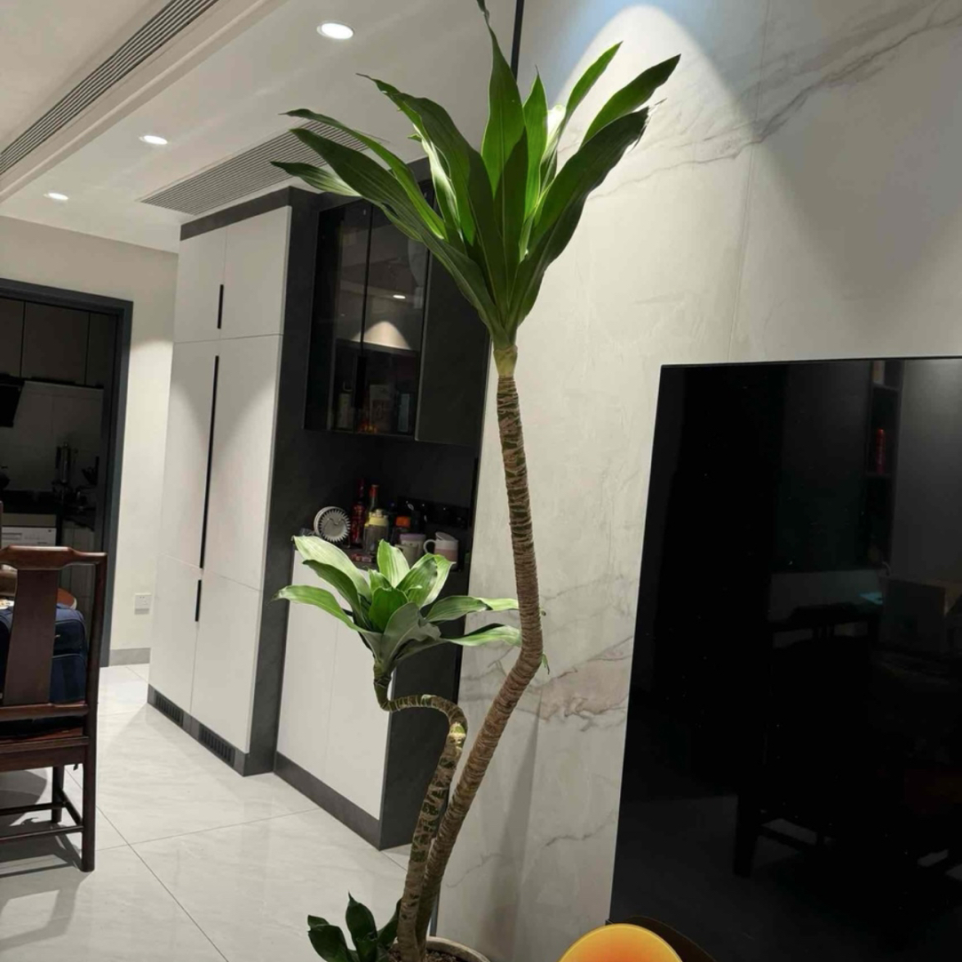 荷花铁植物简单好养好看客厅阳台庭院办公室懒人绿植