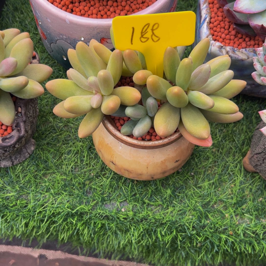 *****糖果美人多肉植物
