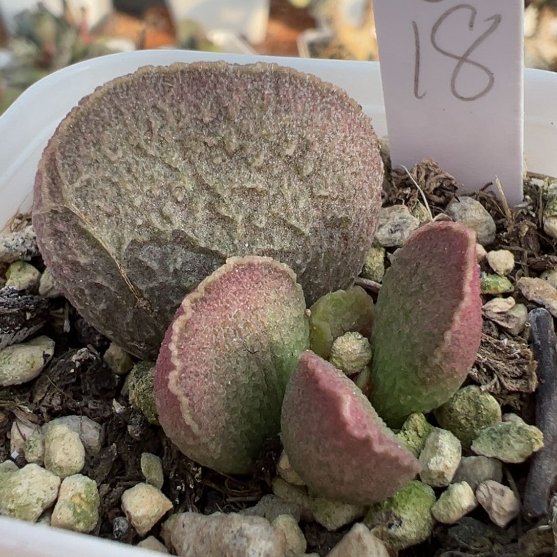 粉色实生新品大苗多肉植物