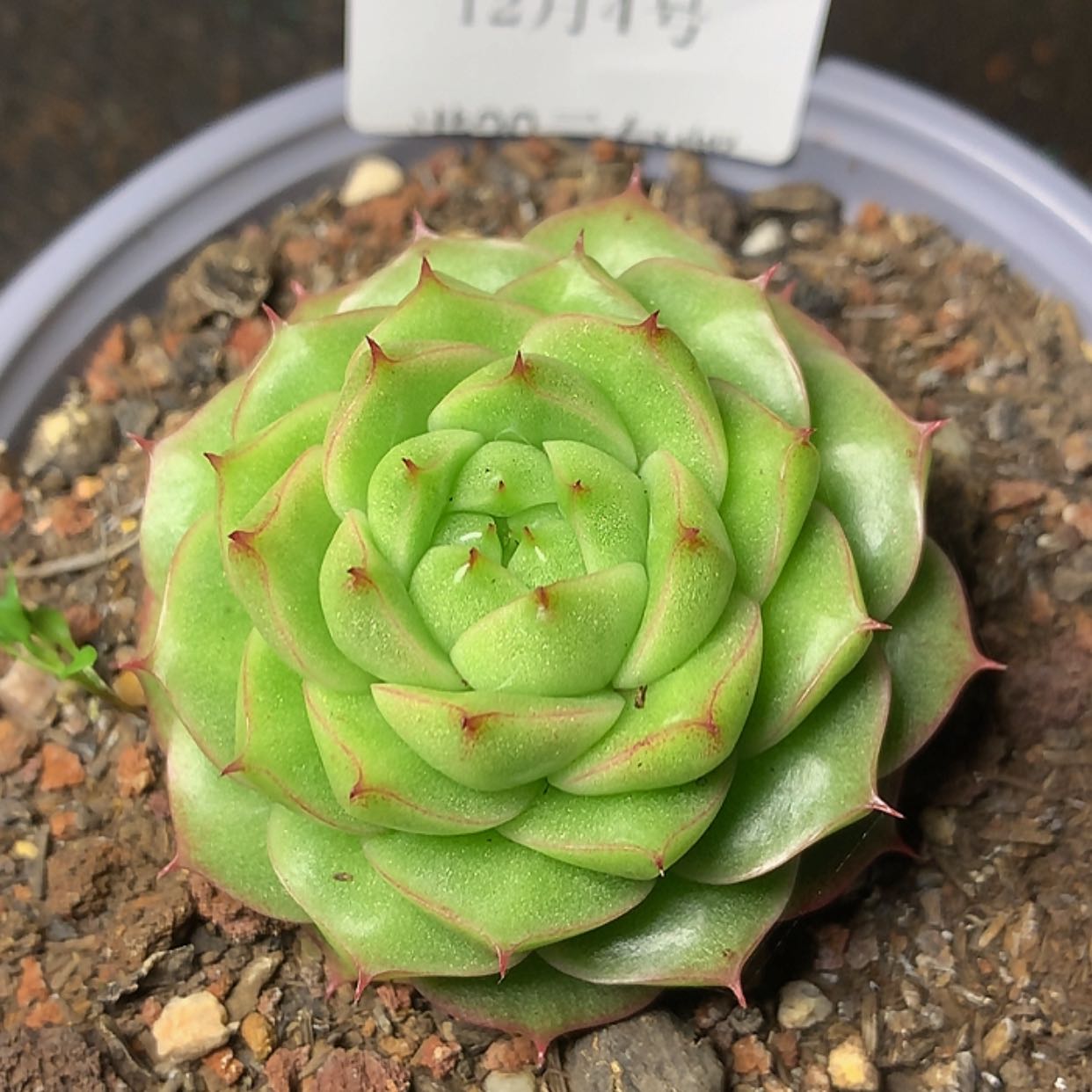 【闪购商品】云714号