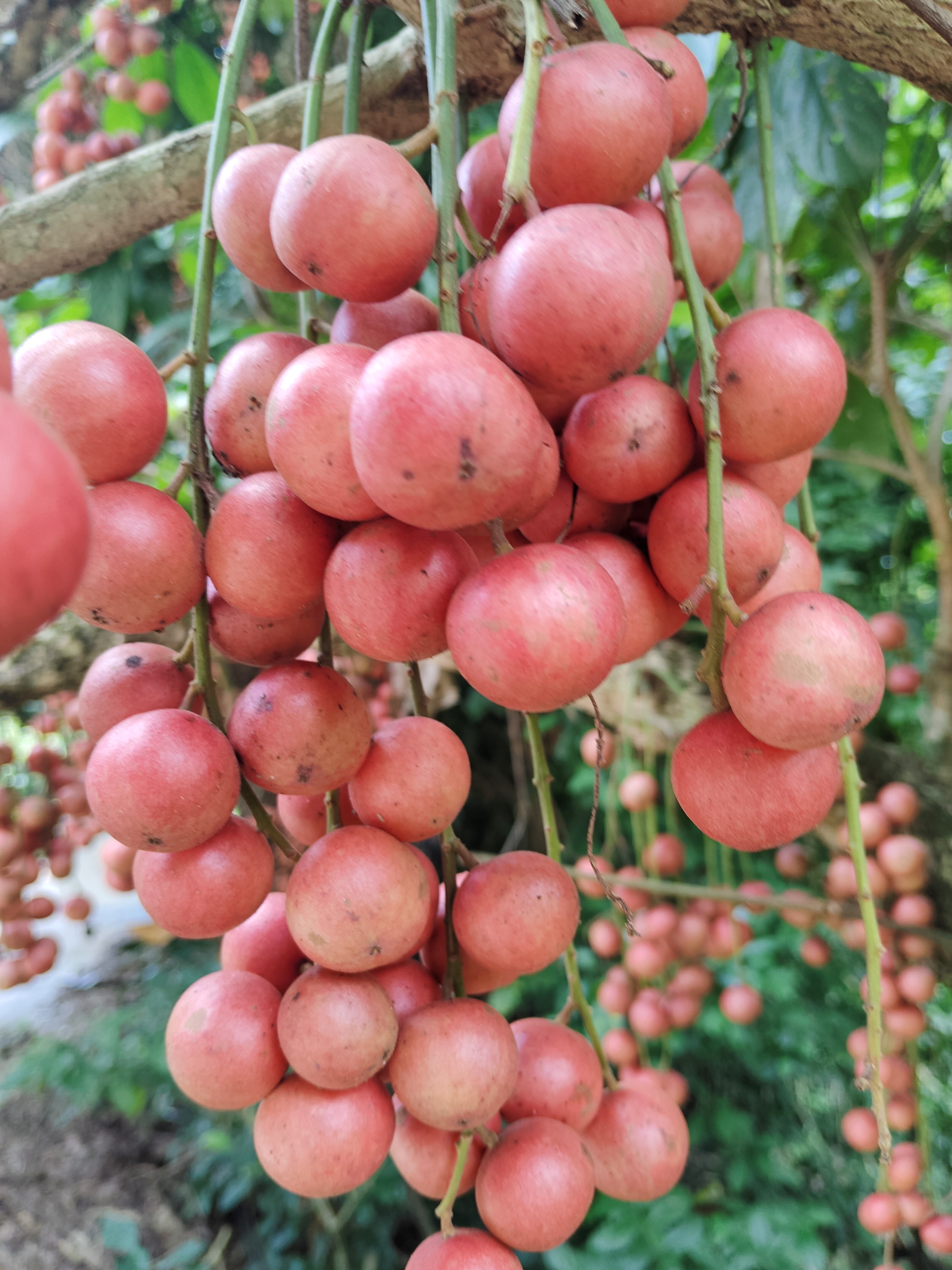 云南新鲜三丫果酸甜口感时令稀有野生水果