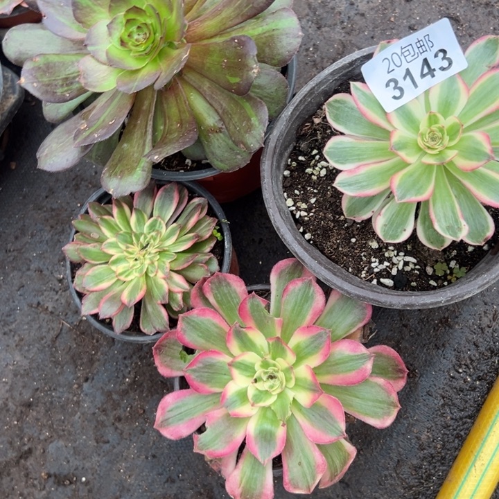 多肉植物3143种植物