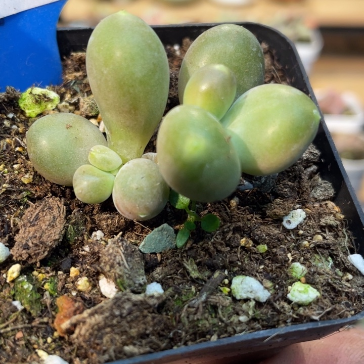 小青芒594号的多肉啊啊