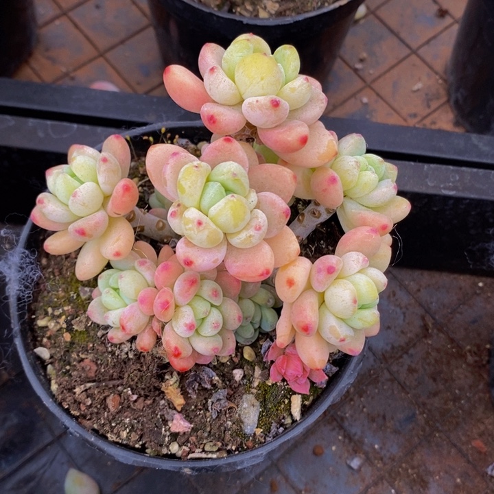 樱花罗琦8cm多肉植物