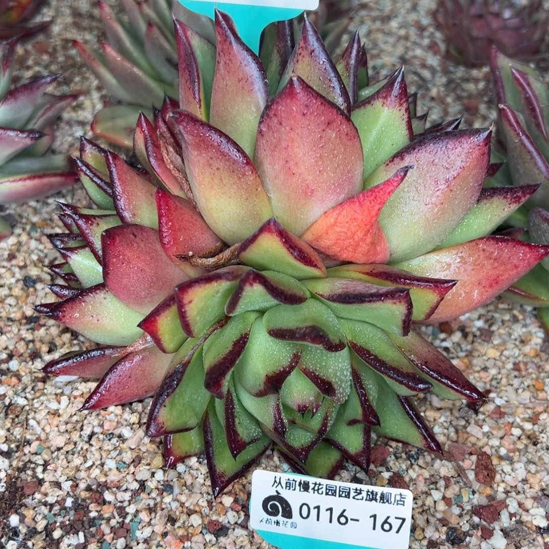 从前慢多肉精选超好0116.173