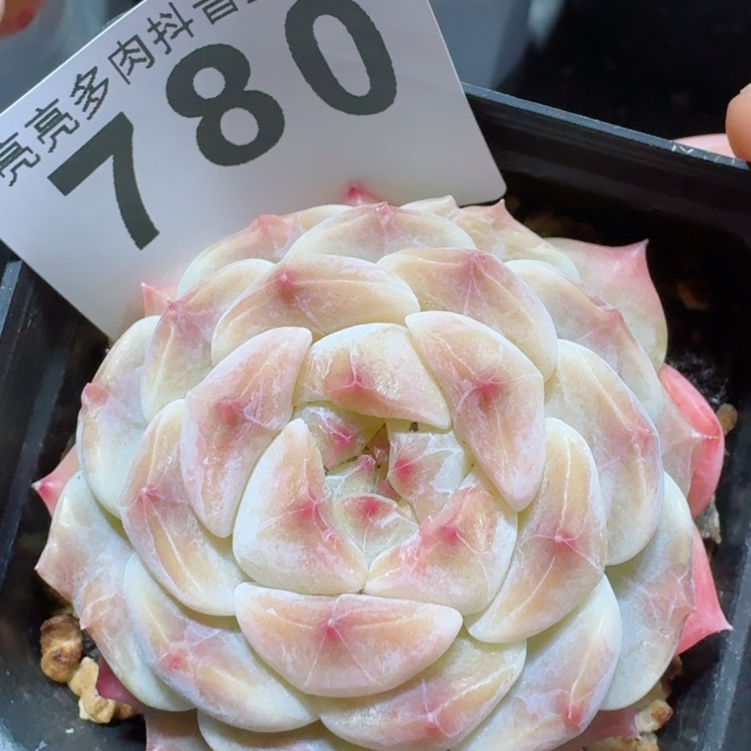 冰魄渐变         精品多肉