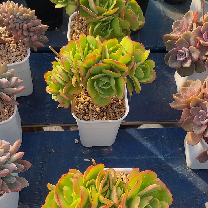 多肉植物碧桃缀化