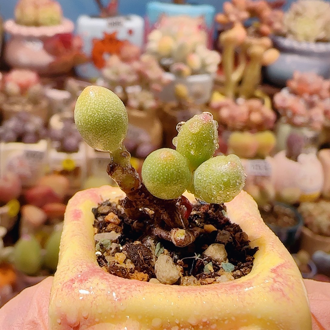 T可爱小冰晶盆口2.5cm