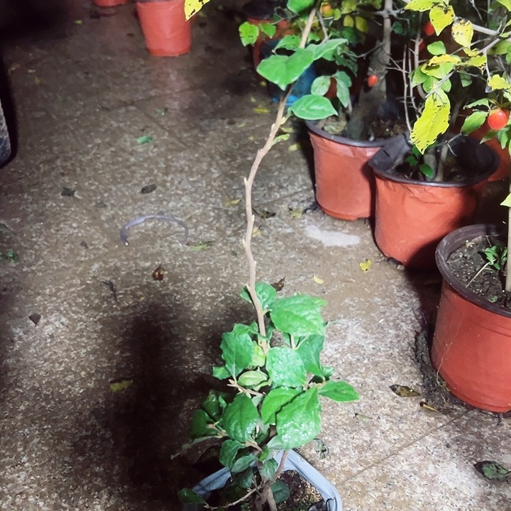 晃***荡无花朵哈哈哈哈哈哈