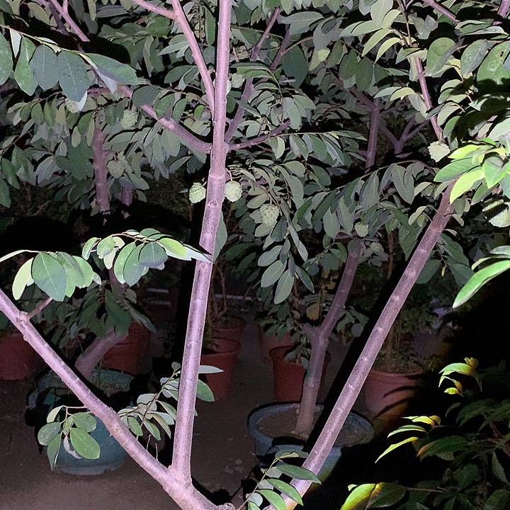 克***)55689998775555677