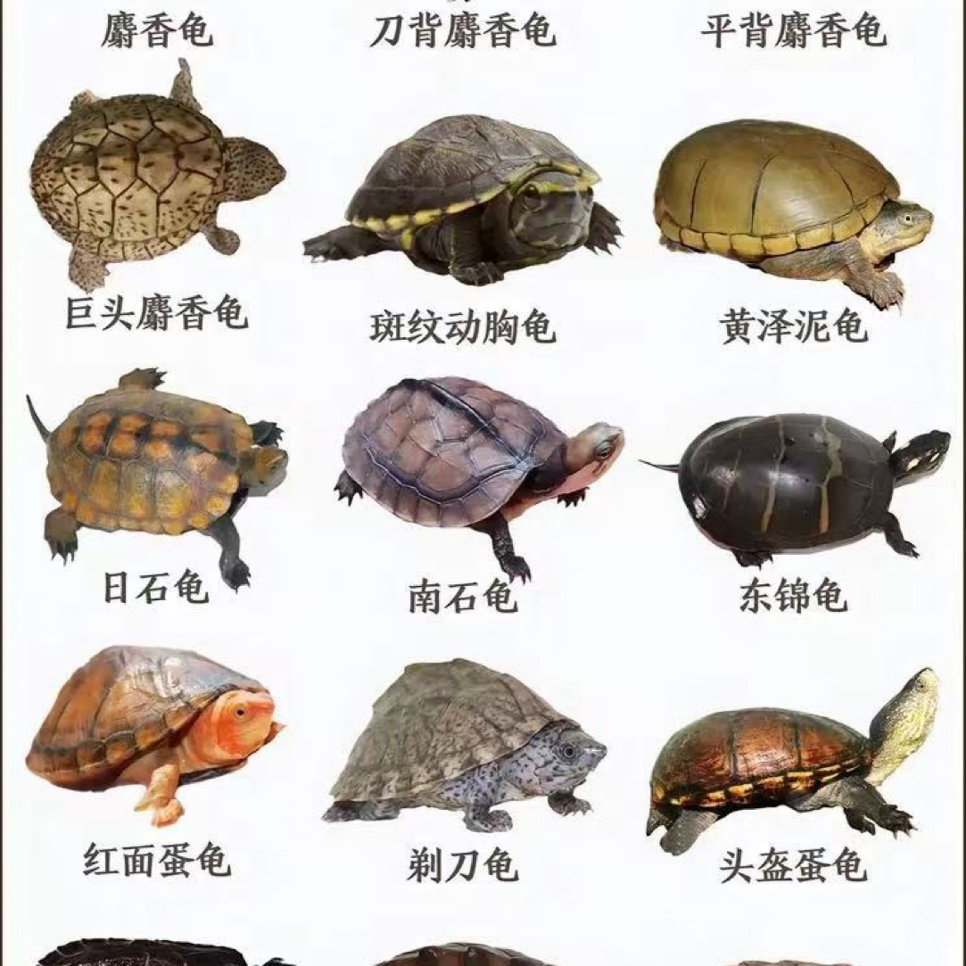 直播间挑龟价格链接西非沼泽黄头