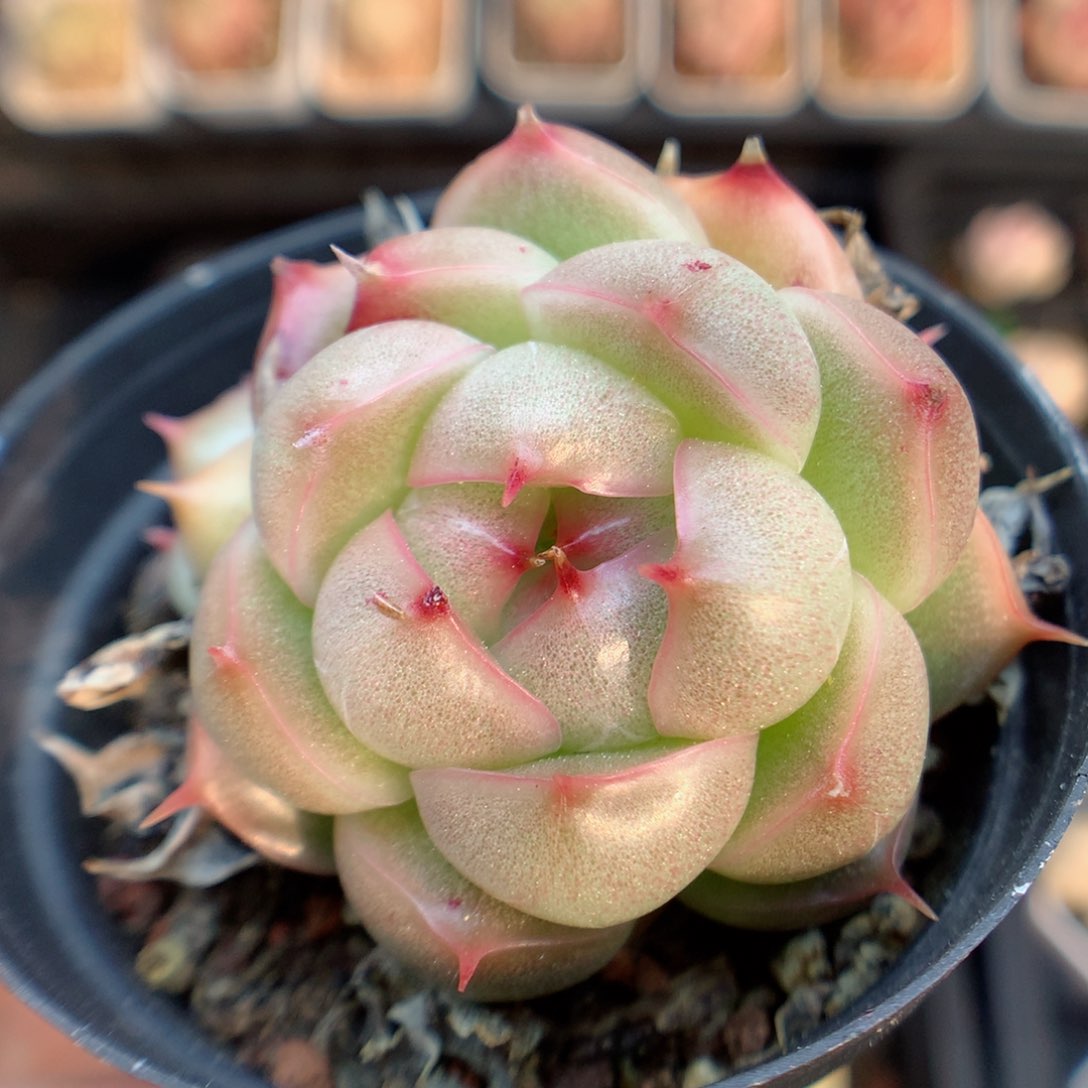 一物一拍精品多肉。麦秆103