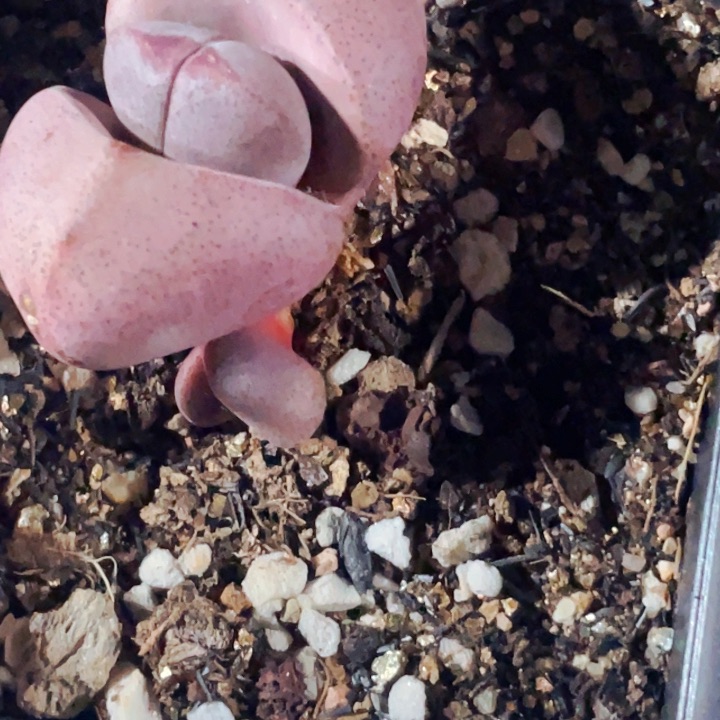 622紫帝玉母本带盆