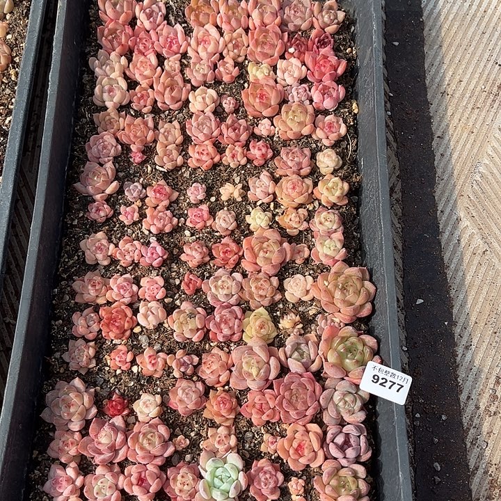 阿雅园艺。     9277一筐