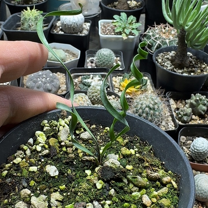 420卷叶垂筒花带盆发货