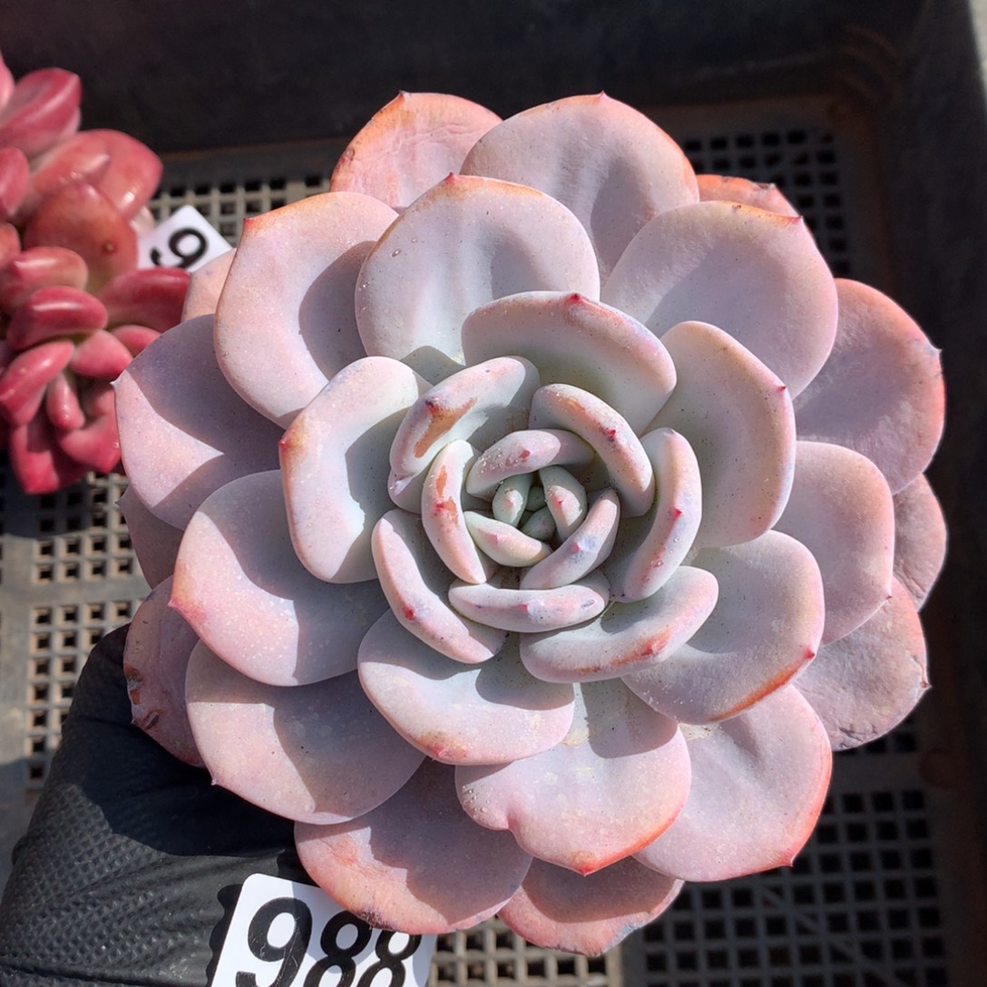 988号新疆西藏内蒙古不包邮