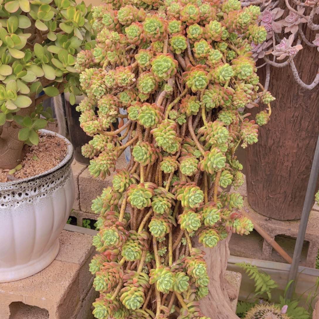 海****司多肉老桩多肉老桩