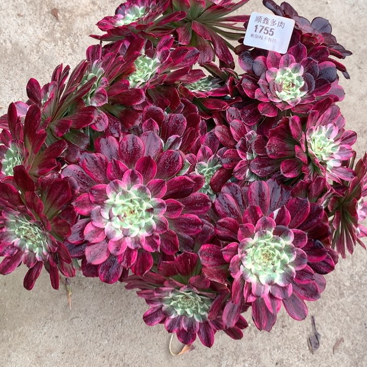 1755水墨画多肉植物