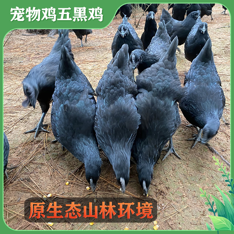 正宗五黑鸡2斤左右山林散养放养乌骨鸡五黑一绿鸡宠物