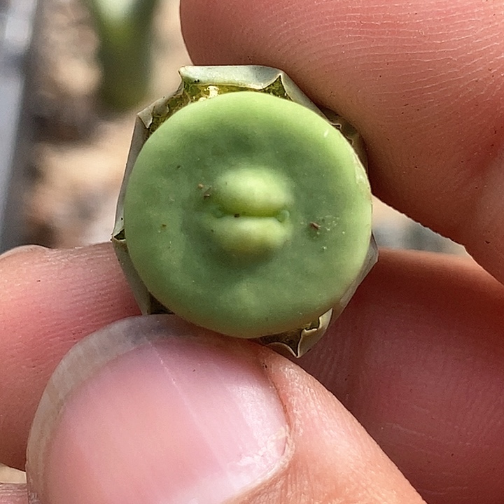 24562小红嘴dows一颗    