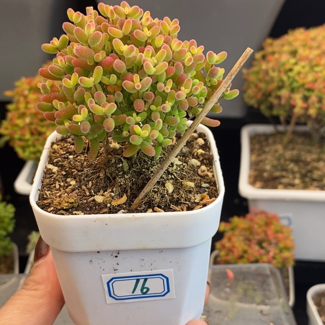 完全开放16号蜜橘糖球（6.5cm）