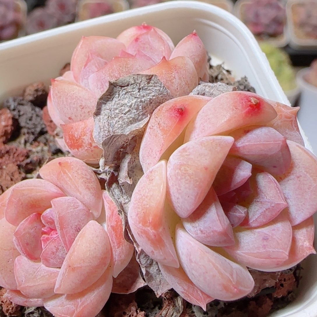花语多肉1205-24溏心