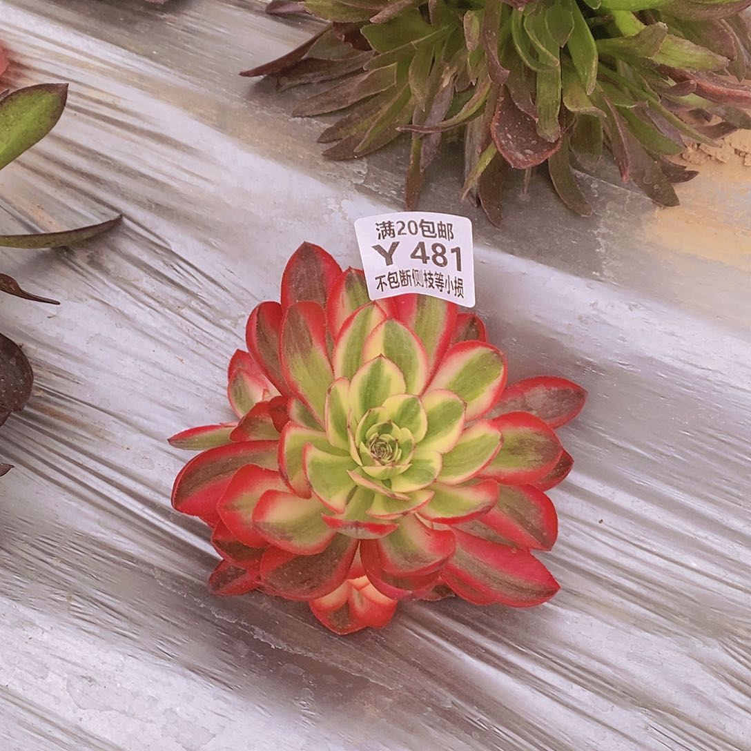 481荔枝多肉法师锦