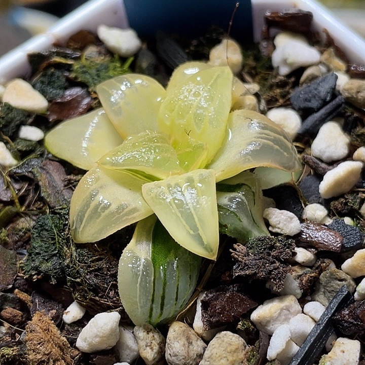 566糊斑红纹寿锦福利