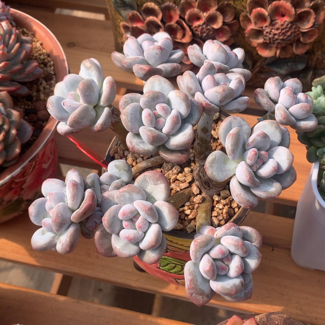 香水啊啊啊啊啊啊啊