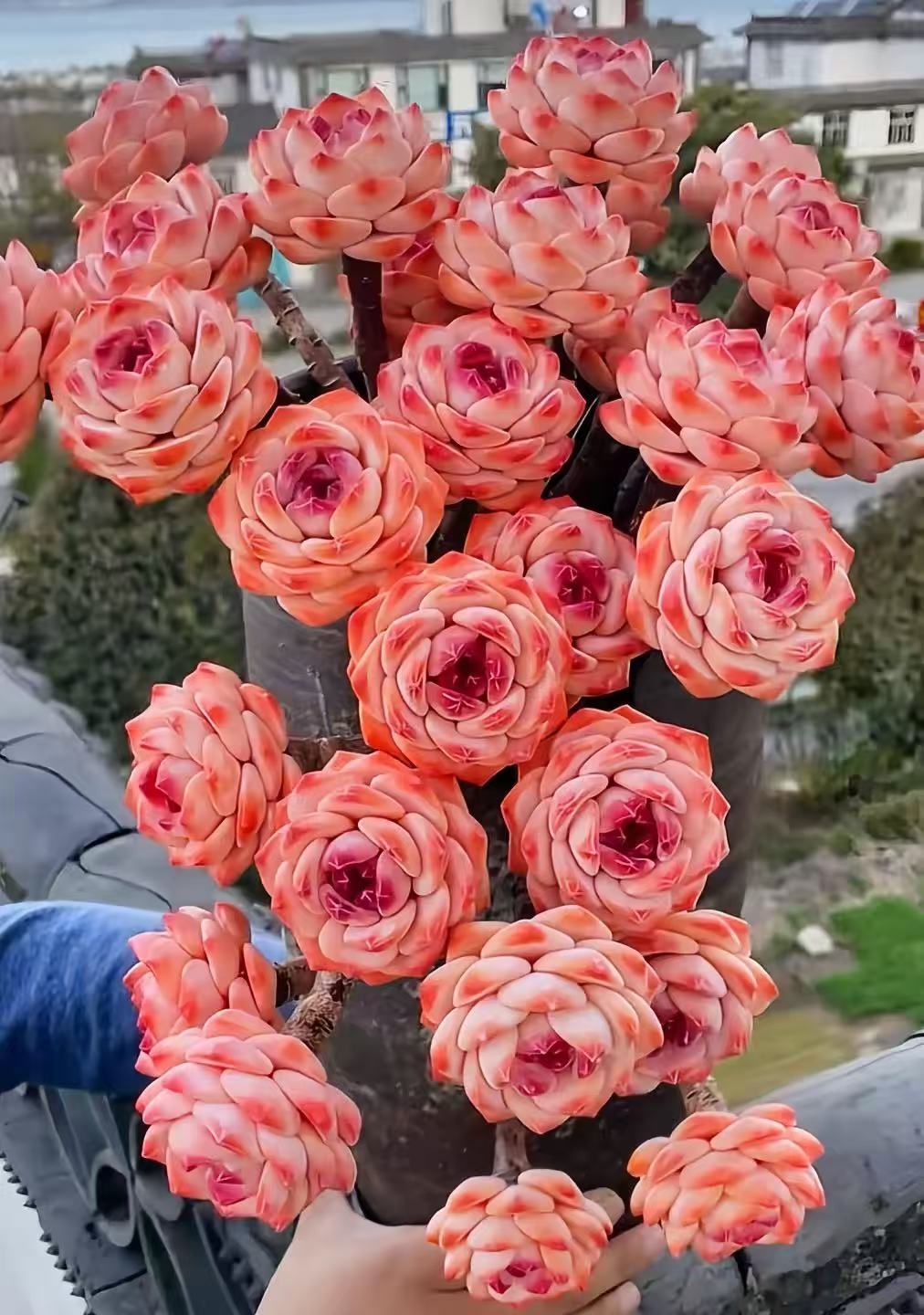 向向远精品多肉园艺