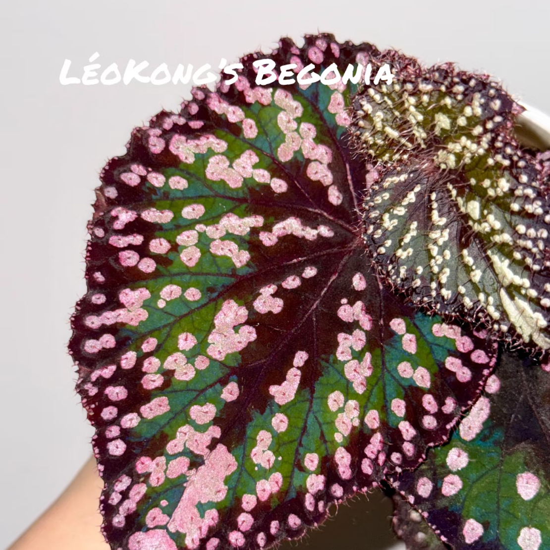 M豆秋海棠室内观叶植物耐阴好养易活绿植盆栽适合书房客厅