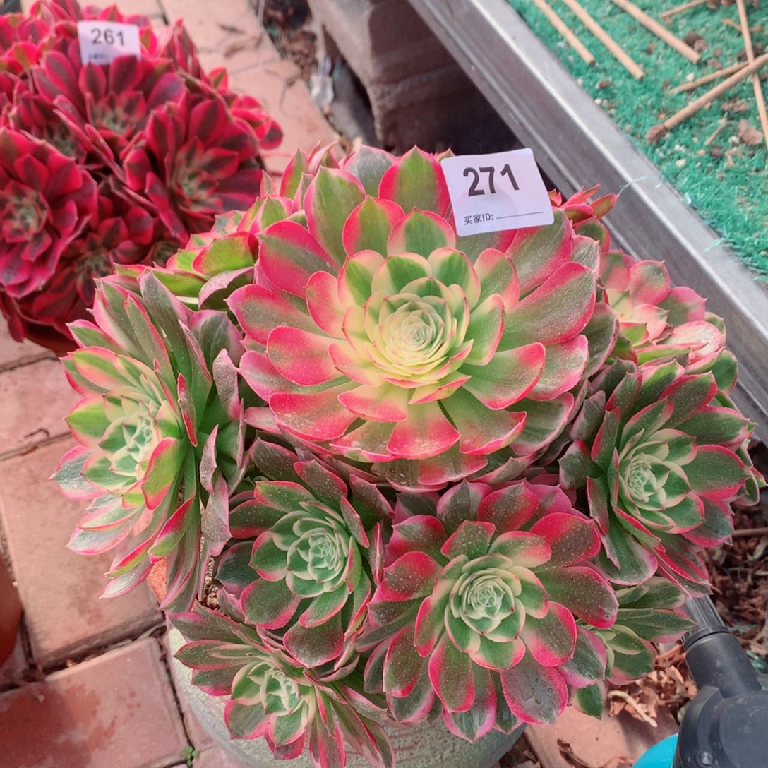 271海仙法师多肉植物