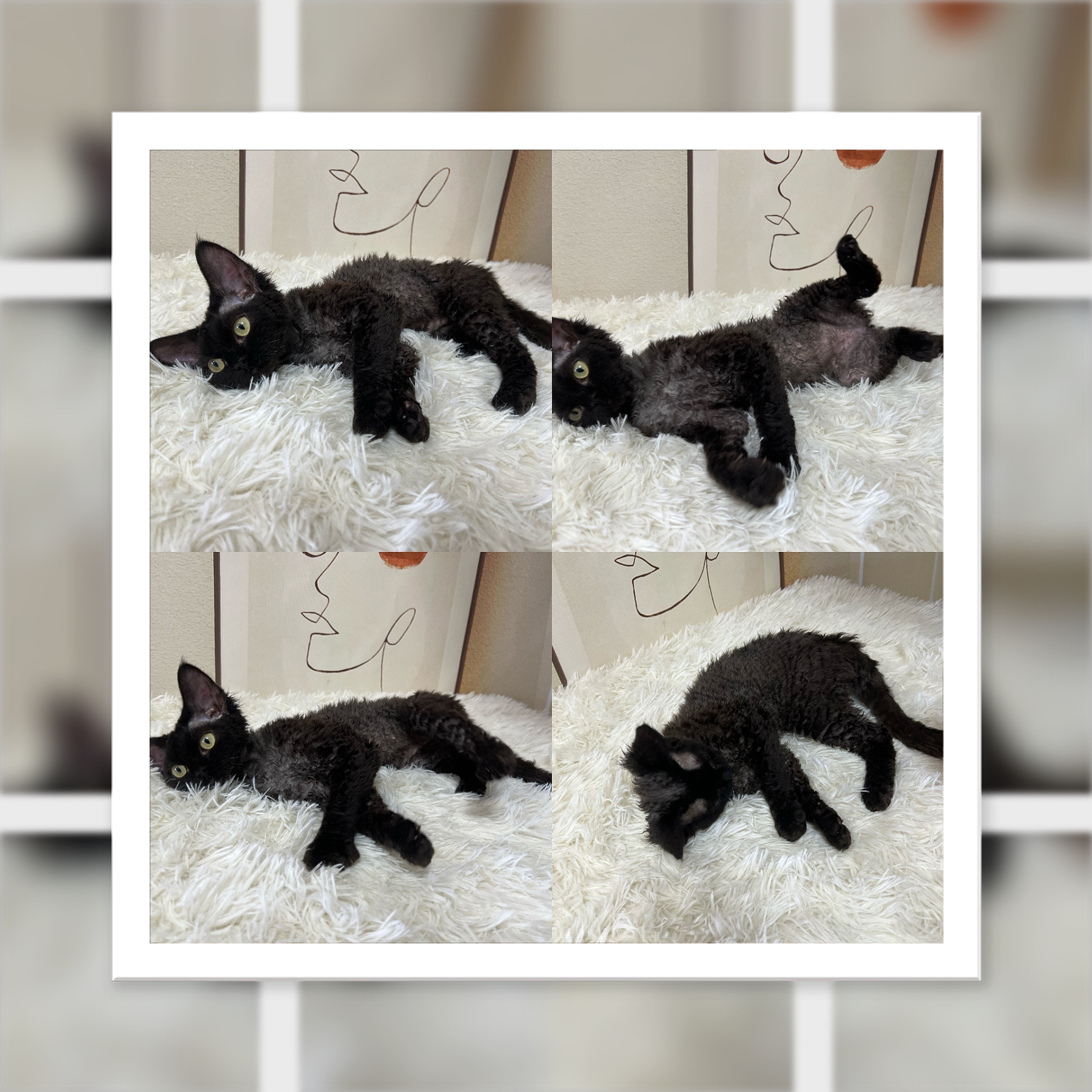 德文卷毛猫宠物猫配饰挂牌