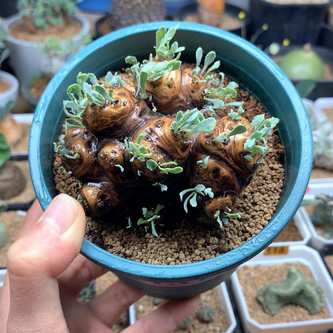 产地格加厚敦菊带盆7cm+